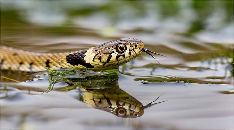 Grass Snake Flicking Tongue in Garden Pond_Roger Hance.jpg